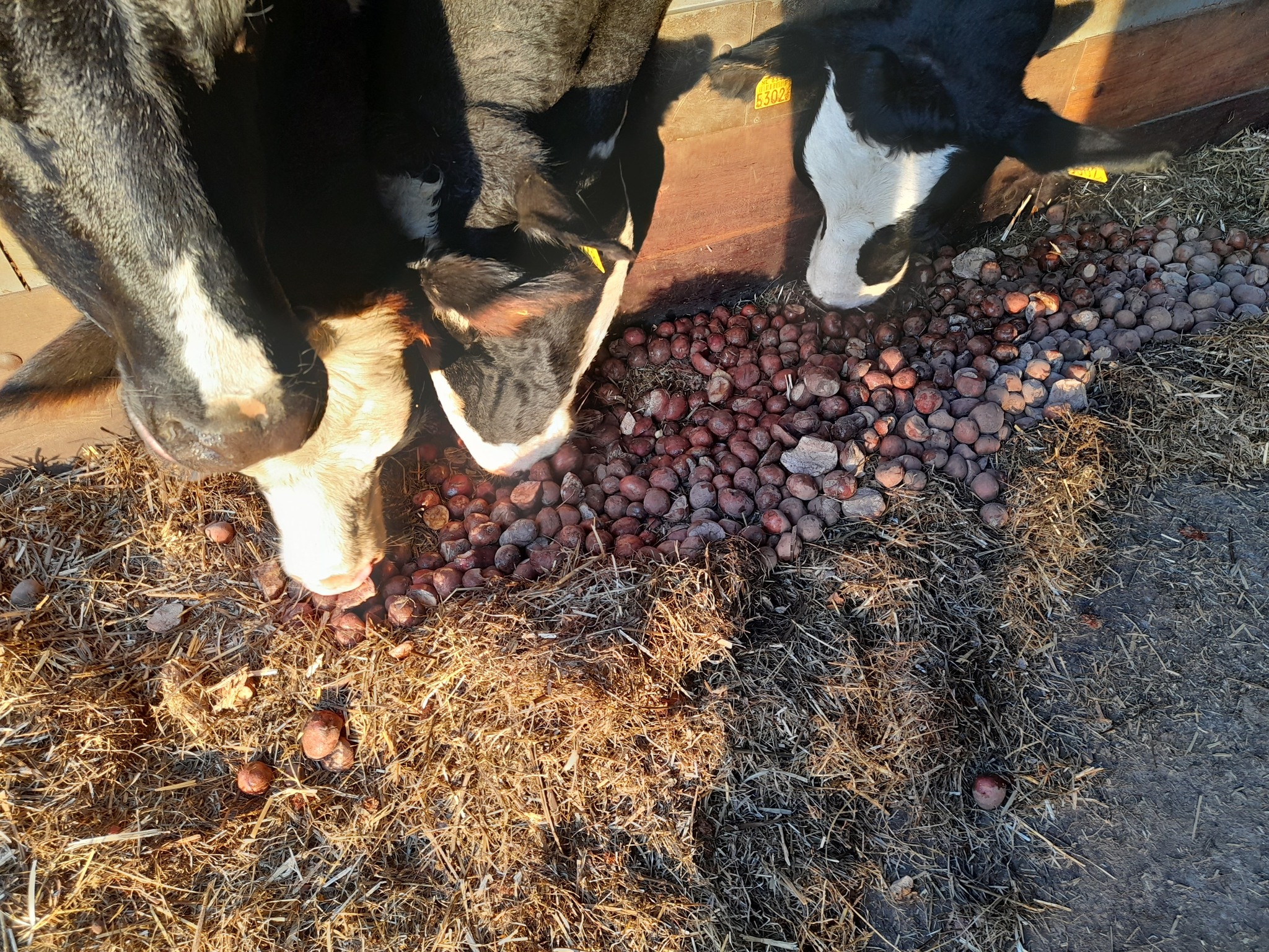 Jongvee opfokken bij Boerderijwinkel Lensink in Aalten.